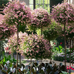 Pergola Ogrodowa Tarasowa Metalowa Podpora do Pnączy Róż Kwiatów 50x10cm zielona (15)