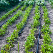 Linia Kroplująca 33cm Fi 16mm Nawodnienie Kropelkowe Wąż Kroplujący 100m (12)