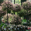 Pergola Ogrodowa Tarasowa Metalowa Podpora do Pnączy Róż Kwiatów 50x10cm Czarna (14)
