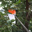Zbierak Zrywak do Zrywania Jabłek Owoców Koszyk na Owoce Podbierak Worek (7)
