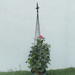 12x Podpora Pergola Ogrodowa Tarasowa na KWiaty Stojak Metalowy Roślin 150 cm (8)
