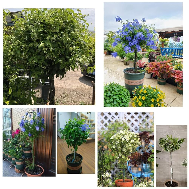 Pergola Ogrodowa Tarasowa Metalowa Podpora do Pnączy Róż Kwiatów 50x10cm biała (8)