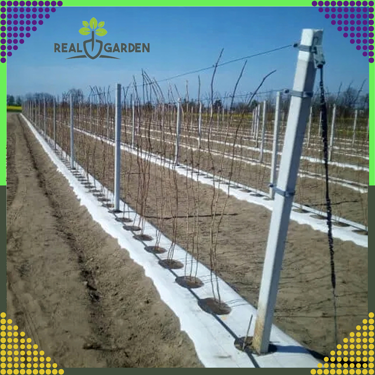 AGROWŁÓKNINA 70G 1,6x50m BIAŁA UV AGROTKANINA MATA ANTYCHWASTOWA  (11)